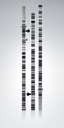 522793 GKNL4F Dual Face Invar Rod - Barcode/ft